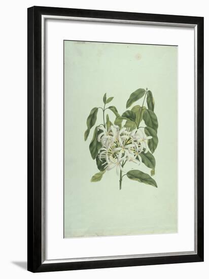 Taberne Montana (Leaves and Flowers)-James Bruce-Framed Giclee Print