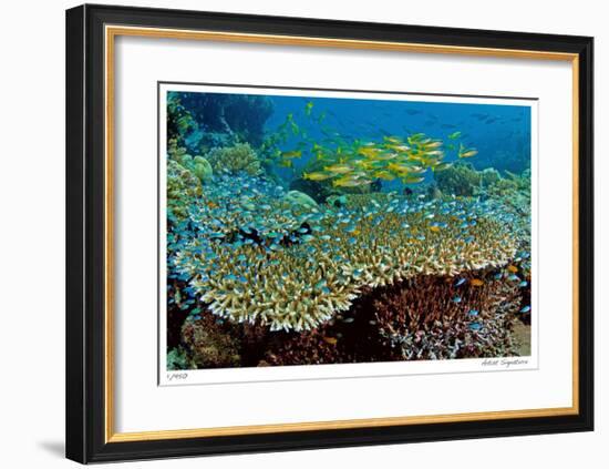 Table Coral and Reef Fish-Jones-Shimlock-Framed Giclee Print