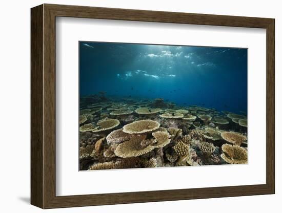 Table Corals (Acropora)-Reinhard Dirscherl-Framed Photographic Print