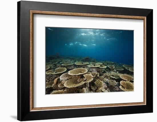 Table Corals (Acropora)-Reinhard Dirscherl-Framed Photographic Print