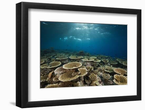 Table Corals (Acropora)-Reinhard Dirscherl-Framed Photographic Print