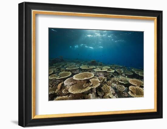 Table Corals (Acropora)-Reinhard Dirscherl-Framed Photographic Print