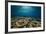 Table Corals (Acropora)-Reinhard Dirscherl-Framed Photographic Print