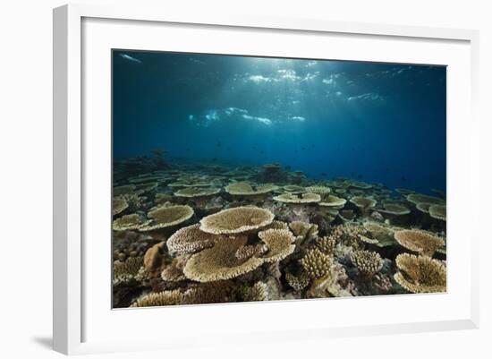 Table Corals (Acropora)-Reinhard Dirscherl-Framed Photographic Print