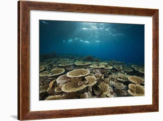 Table Corals (Acropora)-Reinhard Dirscherl-Framed Photographic Print