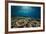 Table Corals (Acropora)-Reinhard Dirscherl-Framed Photographic Print