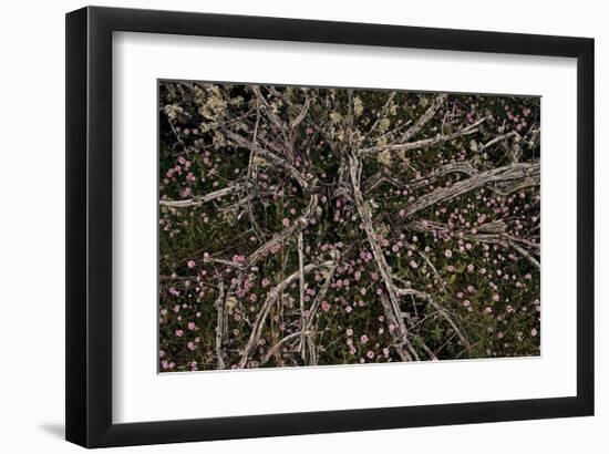 Table Rock Ground Cover-David Winston-Framed Giclee Print