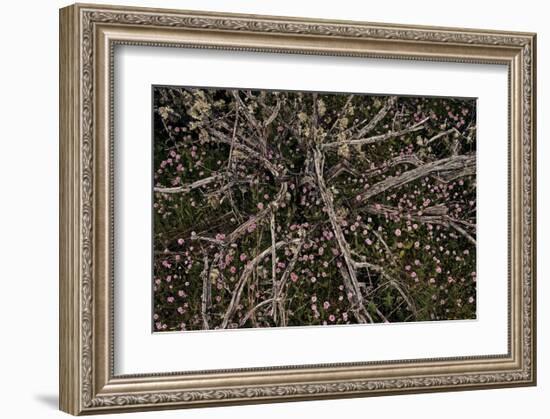 Table Rock Ground Cover-David Winston-Framed Giclee Print