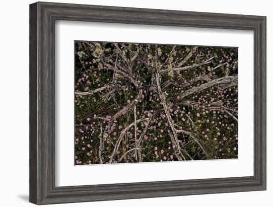 Table Rock Ground Cover-David Winston-Framed Giclee Print