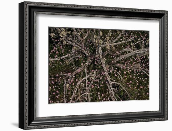 Table Rock Ground Cover-David Winston-Framed Giclee Print