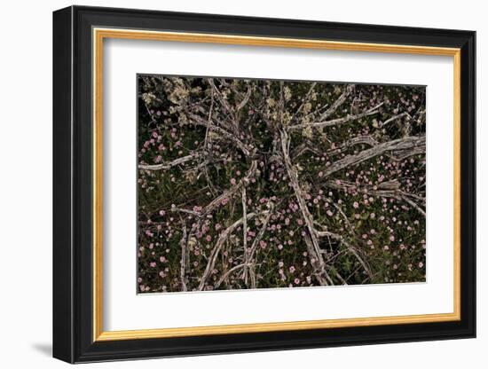 Table Rock Ground Cover-David Winston-Framed Giclee Print