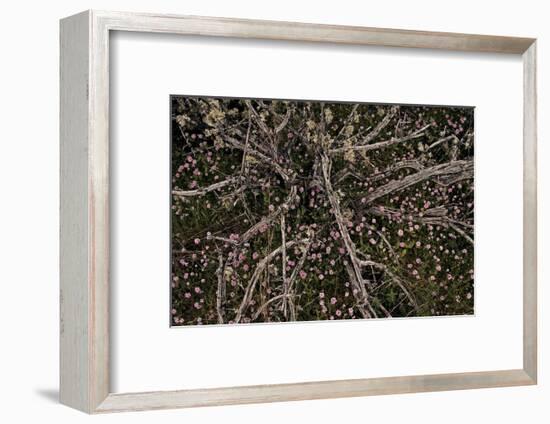 Table Rock Ground Cover-David Winston-Framed Giclee Print