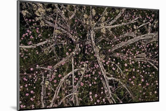 Table Rock Ground Cover-David Winston-Mounted Giclee Print