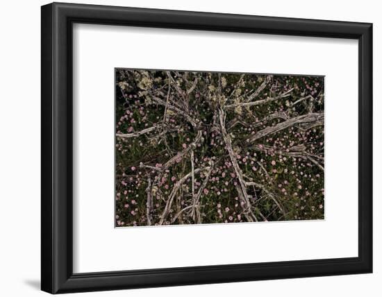 Table Rock Ground Cover-David Winston-Framed Giclee Print