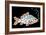 Tablets Pills Fish-Peter Hermes Furian-Framed Art Print