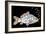 Tablets Pills Fish-Peter Hermes Furian-Framed Art Print