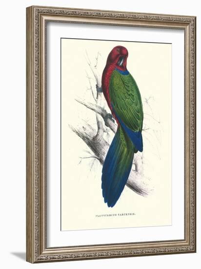 Tabuan Parakeet - Prosapeia Tabuensis-Edward Lear-Framed Art Print