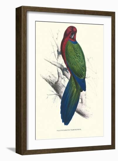 Tabuan Parakeet - Prosapeia Tabuensis-Edward Lear-Framed Art Print