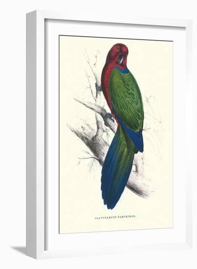 Tabuan Parakeet - Prosapeia Tabuensis-Edward Lear-Framed Art Print