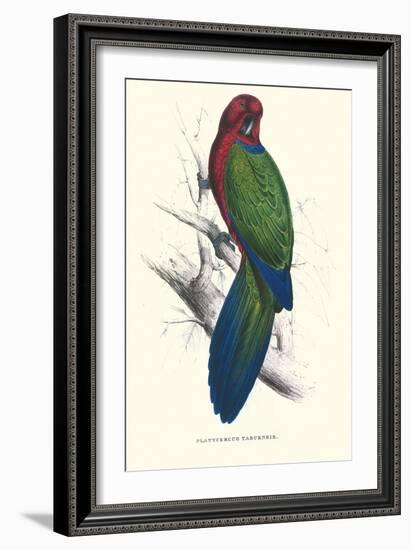 Tabuan Parakeet - Prosapeia Tabuensis-Edward Lear-Framed Art Print