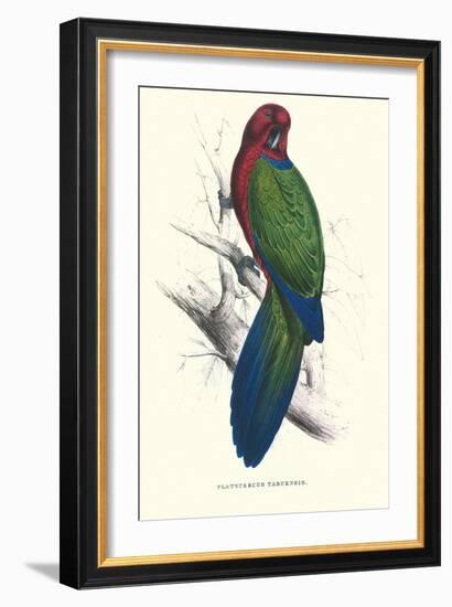 Tabuan Parakeet - Prosapeia Tabuensis-Edward Lear-Framed Art Print