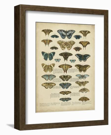 Tabula De Papilio-Sloan-Framed Premium Giclee Print