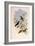 Taczanowski's Emerald, Agyrtria Taczanowskii-John Gould-Framed Giclee Print