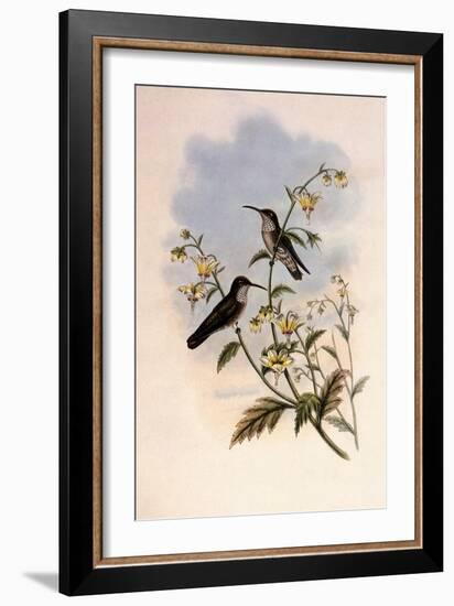 Taczanowski's Emerald, Agyrtria Taczanowskii-John Gould-Framed Giclee Print