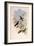 Taczanowski's Emerald, Agyrtria Taczanowskii-John Gould-Framed Giclee Print