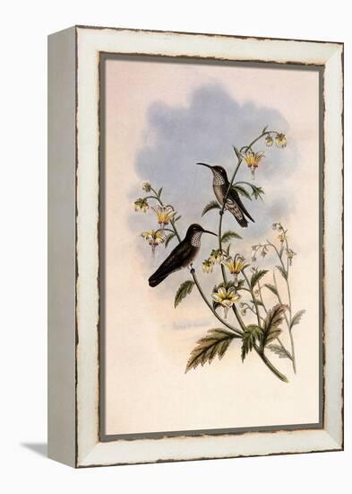 Taczanowski's Emerald, Agyrtria Taczanowskii-John Gould-Framed Premier Image Canvas