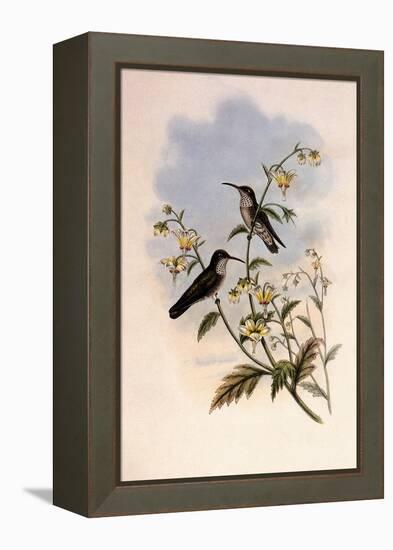 Taczanowski's Emerald, Agyrtria Taczanowskii-John Gould-Framed Premier Image Canvas