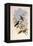 Taczanowski's Emerald, Agyrtria Taczanowskii-John Gould-Framed Premier Image Canvas