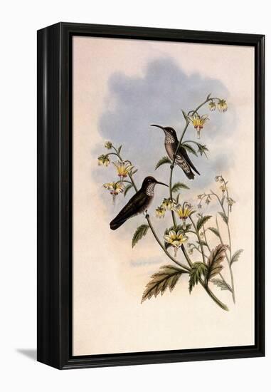 Taczanowski's Emerald, Agyrtria Taczanowskii-John Gould-Framed Premier Image Canvas