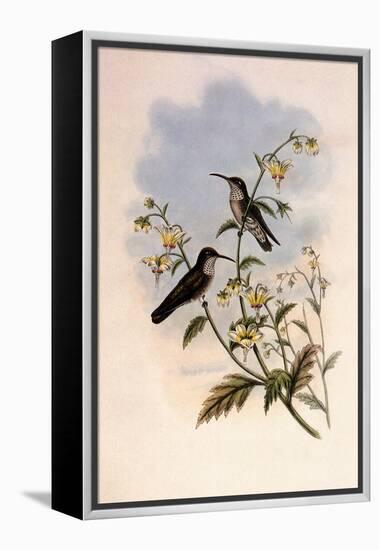 Taczanowski's Emerald, Agyrtria Taczanowskii-John Gould-Framed Premier Image Canvas