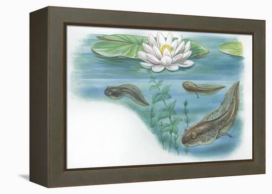 Tadpoles of Common Midwife Toad Alytes Obstetricans-null-Framed Premier Image Canvas