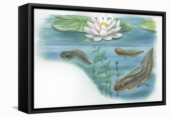 Tadpoles of Common Midwife Toad Alytes Obstetricans-null-Framed Premier Image Canvas