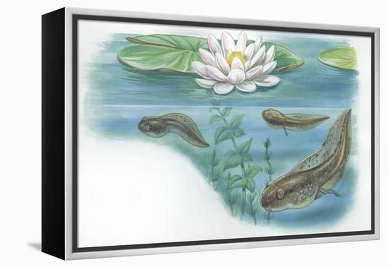 Tadpoles of Common Midwife Toad Alytes Obstetricans-null-Framed Premier Image Canvas