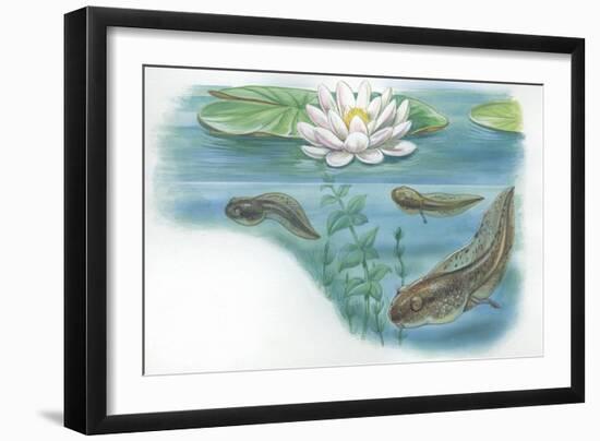 Tadpoles of Common Midwife Toad Alytes Obstetricans-null-Framed Giclee Print