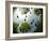 Tadpoles Of The Common Toad (Bufo Bufo) Swimming Seen From Below, Belgium, June-Bert Willaert-Framed Photographic Print