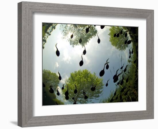 Tadpoles Of The Common Toad (Bufo Bufo) Swimming Seen From Below, Belgium, June-Bert Willaert-Framed Photographic Print