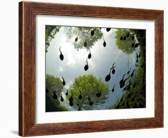 Tadpoles Of The Common Toad (Bufo Bufo) Swimming Seen From Below, Belgium, June-Bert Willaert-Framed Photographic Print