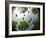 Tadpoles Of The Common Toad (Bufo Bufo) Swimming Seen From Below, Belgium, June-Bert Willaert-Framed Photographic Print