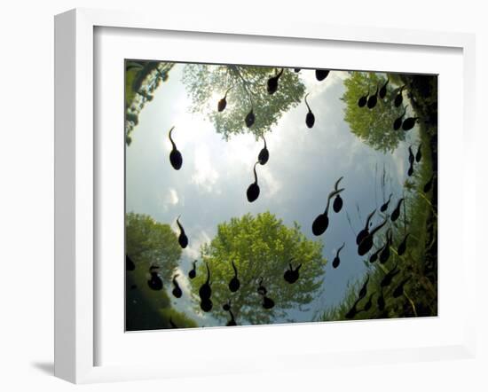 Tadpoles Of The Common Toad (Bufo Bufo) Swimming Seen From Below, Belgium, June-Bert Willaert-Framed Photographic Print