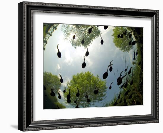 Tadpoles Of The Common Toad (Bufo Bufo) Swimming Seen From Below, Belgium, June-Bert Willaert-Framed Photographic Print