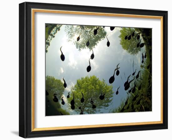 Tadpoles Of The Common Toad (Bufo Bufo) Swimming Seen From Below, Belgium, June-Bert Willaert-Framed Photographic Print