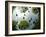 Tadpoles Of The Common Toad (Bufo Bufo) Swimming Seen From Below, Belgium, June-Bert Willaert-Framed Photographic Print