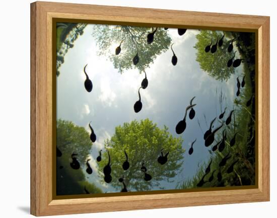 Tadpoles Of The Common Toad (Bufo Bufo) Swimming Seen From Below, Belgium, June-Bert Willaert-Framed Premier Image Canvas