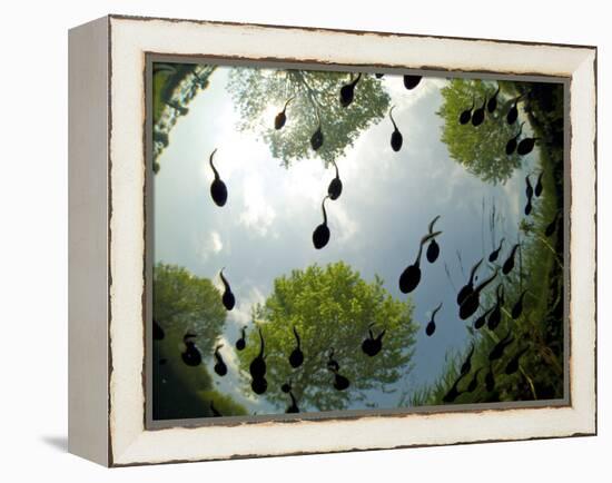 Tadpoles Of The Common Toad (Bufo Bufo) Swimming Seen From Below, Belgium, June-Bert Willaert-Framed Premier Image Canvas