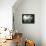 Tadpoles Of The Common Toad (Bufo Bufo) Swimming Seen From Below, Belgium, June-Bert Willaert-Framed Premier Image Canvas displayed on a wall