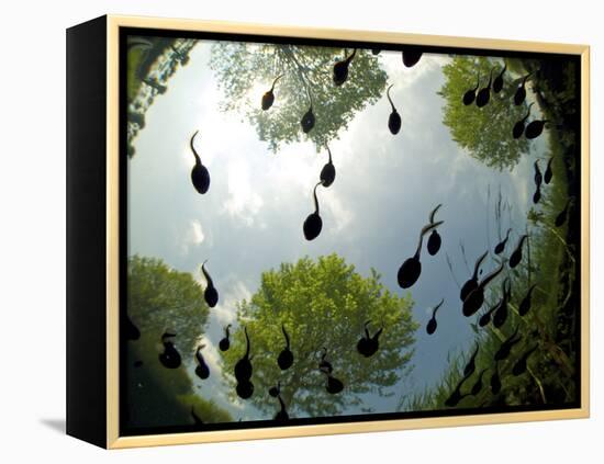 Tadpoles Of The Common Toad (Bufo Bufo) Swimming Seen From Below, Belgium, June-Bert Willaert-Framed Premier Image Canvas